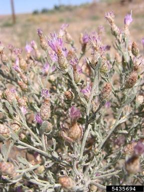 diffuse knapweed flower
