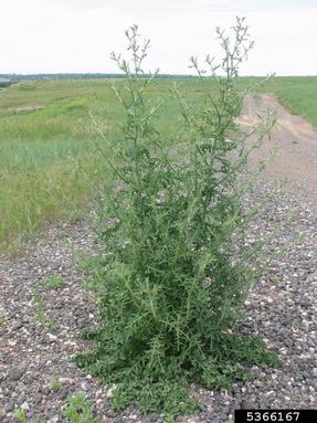 diffuse knapweed plant