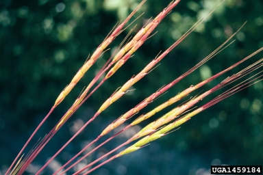jointed goatgrass flower