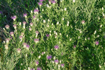 knapweed