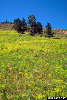 leafy spurge infestation