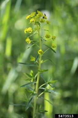 leafy spurge plant
