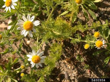 mayweed chamomile flower
