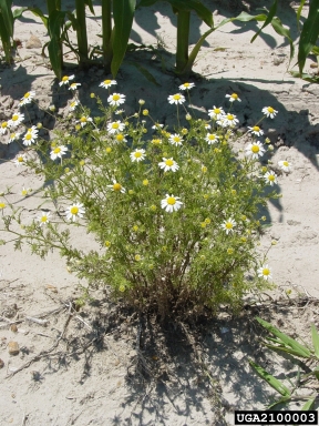 mayweed chamomile plant