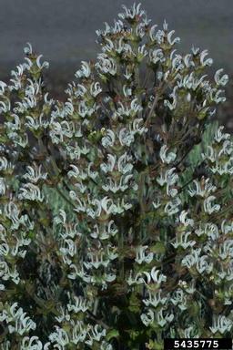 mediterranean sage plant