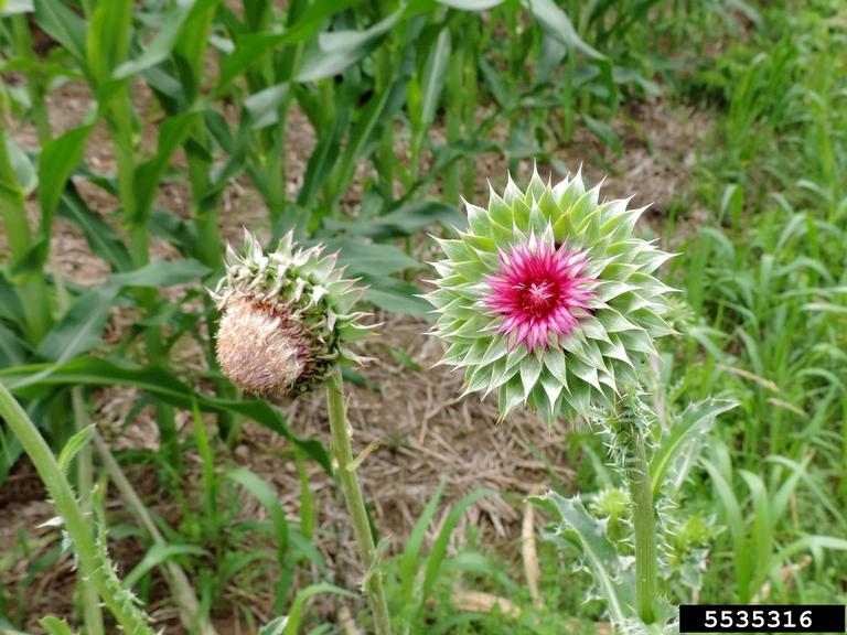 musk thistle flower
