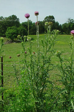musk thistle plant