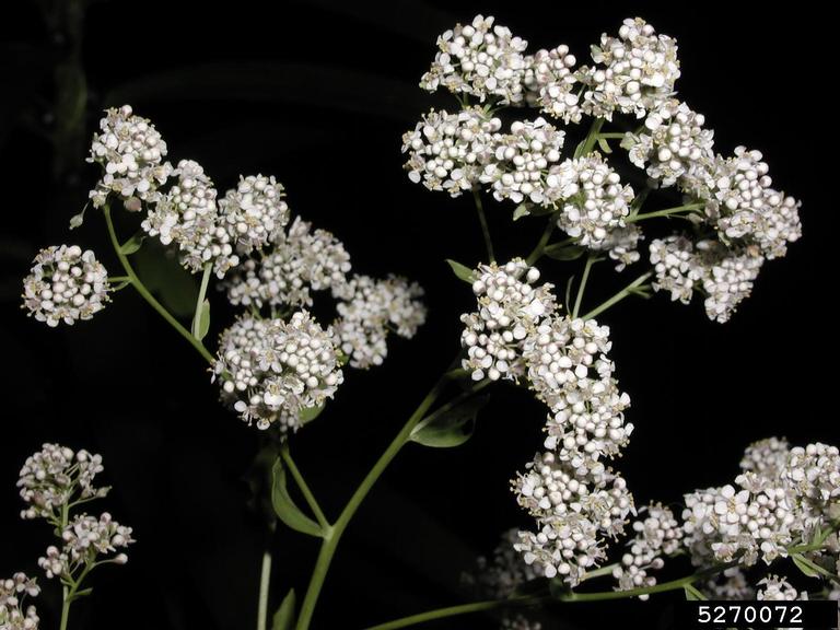 perennial pepperweed flower
