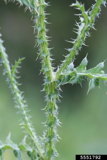 plumeless thistle plant