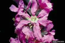 purple loosestrife flower close-up