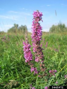 purple loosestrife flower