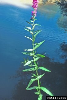 purple loosestrife plant