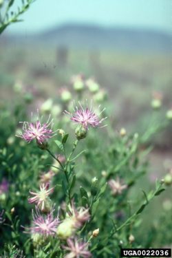 russian knapweed plant