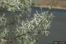russian olive leaves