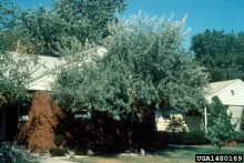 russian olive tree