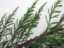 salt cedar leaves