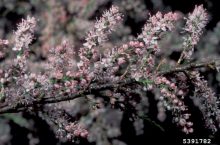 salt cedar parviflora flowers