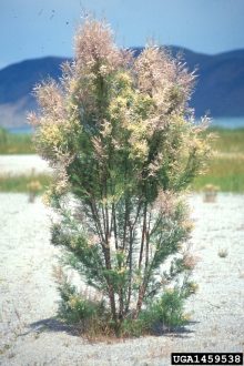 salt cedar plant