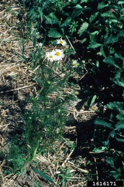 scentless chamomile plant