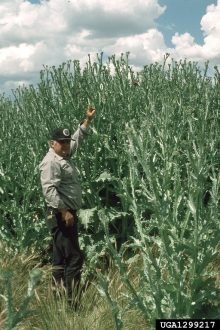 scotch thistle tall