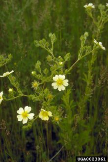 sulfur cinquefoil