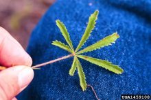 sulfur cinquefoil leaf