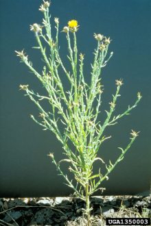 yellow starthistle plant