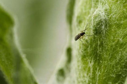 adult midge