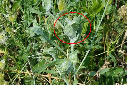 knapweed galls