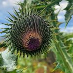 Noxious Weeds of Garfield County calendar photo contest