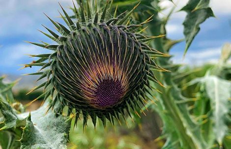 A bull thistle weed in Silt, Colorado.