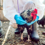 What to know about bird flu