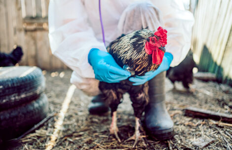 A poultry farmer in a protective suit and gloves carefully holds a rooster, ensuring the health and safety of the livestock. A stethoscope checks the breathing of poultry.