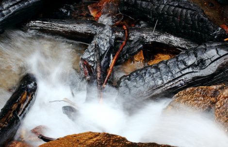 Burnt wood in a stream.