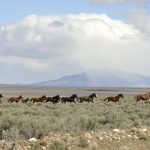 BLM holding Piceance-East-Douglas wild horse adoption