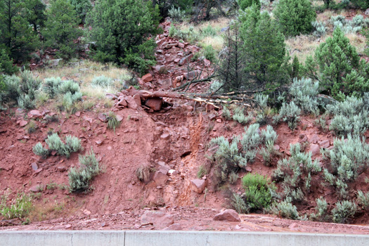 tree down after mudslide