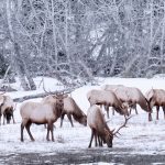 BLM implements seasonal closures to protect wintering wildlife