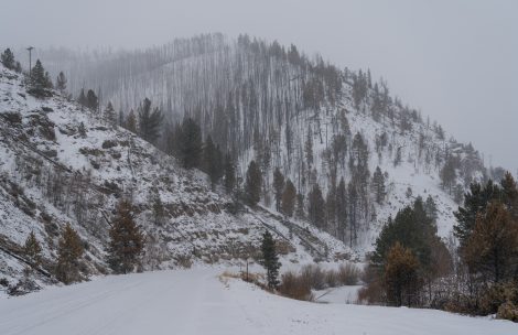 A forest road in winter in Colorado.
