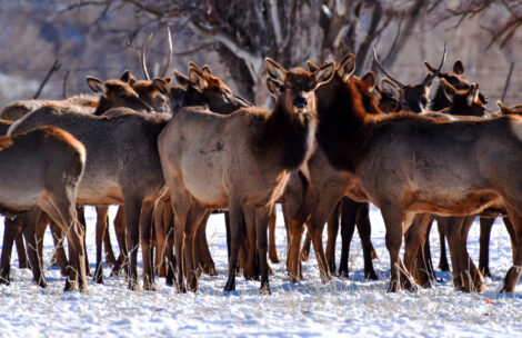 Using a telephoto camera lens, BLM Grand Junction Field Office Manager Stacey Colon took this photo of a herd of elk near Grand Mesa, Colorado. (BLM photo)