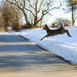CPW: Snow can bring wildlife to the road