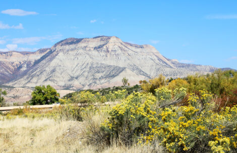 A view of flowers and mountains in Parachute, Colorado.