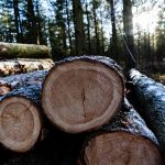 Forest health work resumes along Fourmile Road