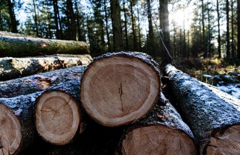 A pile of logs in a wooded forest on a sunny winters day.