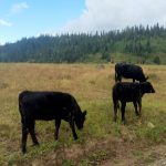 USFS accepting comments on the draft EA for Thompson Divide Withdrawal Project