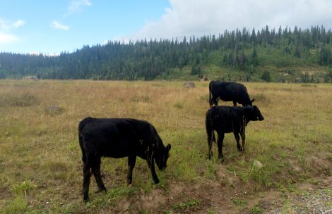 Cows graze in the Thompson Divide area near Carbondale, CO.