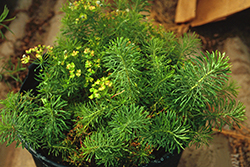 Cypress spurge growing in potted application.