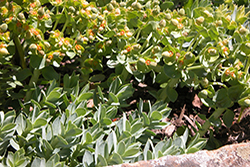 Myrtle spurge in bloom in Garfield County