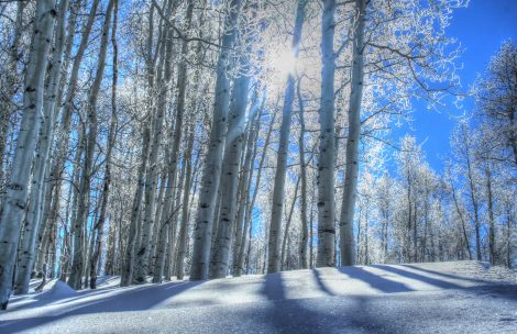 Sun shinning through wintery aspen trees