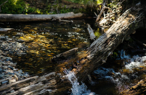 Flowing stream in the mountains of Colorado.