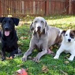 County approves kennel expansion near Carbondale